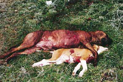 Massacre de staffs Massacre3gd